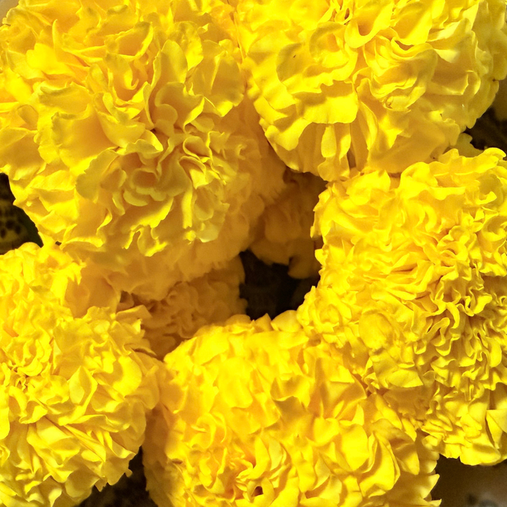 Fresh Marigold Flowers – Banthi Puvvu (Telugu) | Genda Phool (Hindi) | Saamanthi Poo (Tamil) | Marigold Flowers (English) – Pack