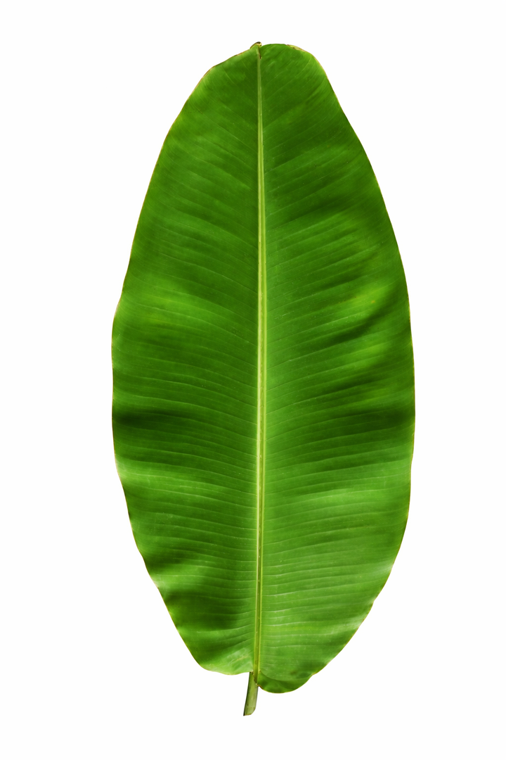 అరటి ఆకు (Arati Aaku) | केले का पत्ता (Kele Ka Patta) | வாழை இலை (Vazhai Ilai) | Banana Leaf – 1 Each