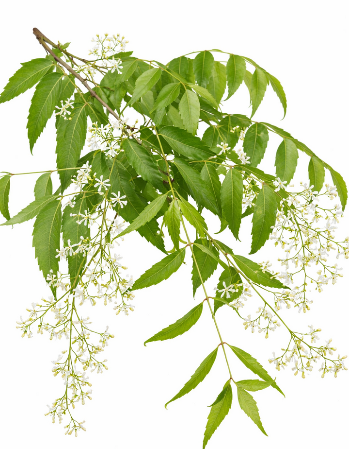 వేప పువ్వు (Vepa Puvvu),नीम फूल (Neem Phool), வேப்பு பூ (Veppu Poo), Neem Flower | Vembu Poo