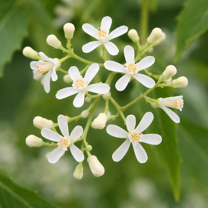 వేప పువ్వు (Vepa Puvvu),नीम फूल (Neem Phool), வேப்பு பூ (Veppu Poo), Neem Flower | Vembu Poo