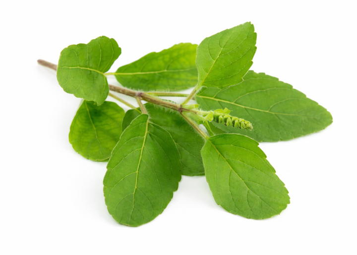 తులసి ఆకులు (Tulasi Aakulu) | तुलसी पत्ता (Tulsi Patta) | துளசி இலை (Tulasi Ilai) | Fresh Tulsi Leaves – 1 Pack