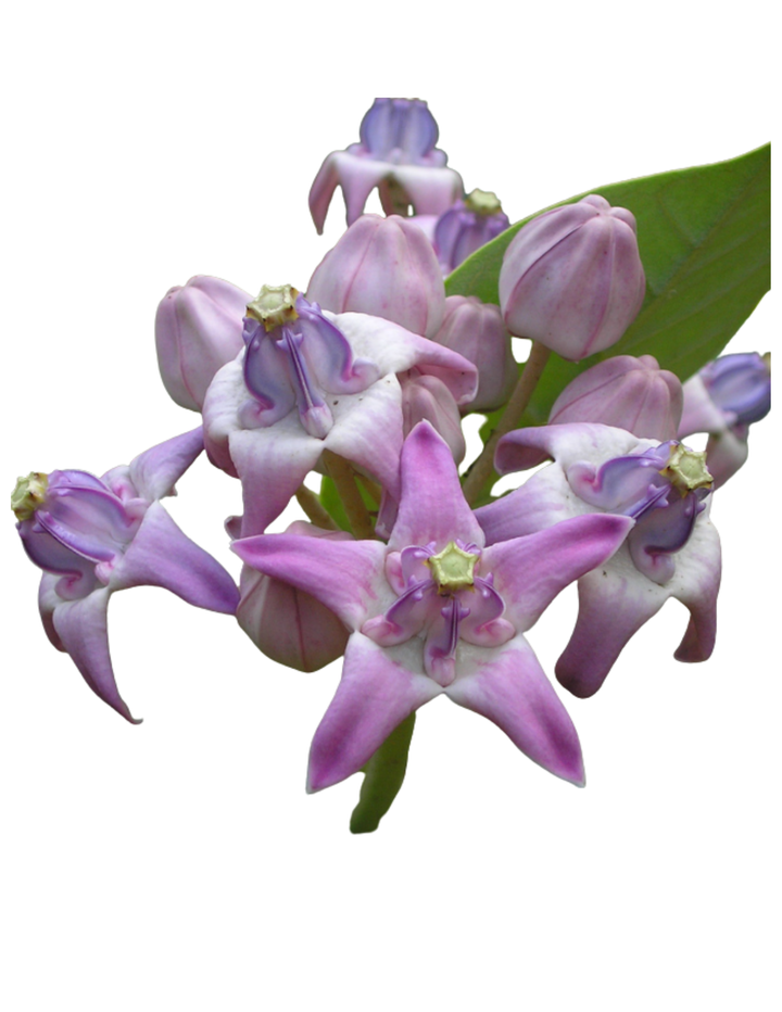 Jilledu Puvvu (Telugu) | Aak / Arka Phool (Hindi) | Erukkam Poo (Tamil) | Arka Flower (English) – Fresh Flowers, 1 Box