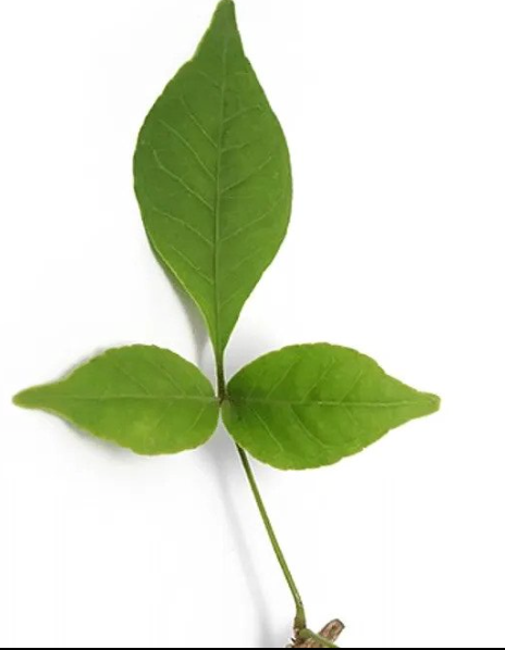 బిల్వ దళాలు (Bilwa Dala) | बेल पत्र (Bel Patte) | வில்வ இலை (Vilva Ilai) | Bilva Leaves – 1 Pack