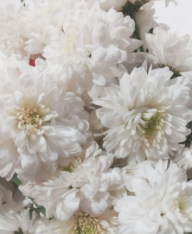 చామంతి పువ్వు (Chamanthi Puvvu) | गुलदाउदी (Guldaudi) | சாமந்தி பூ (Saamanthi Poo) | Chrysanthemum Flowers – 1 Pack